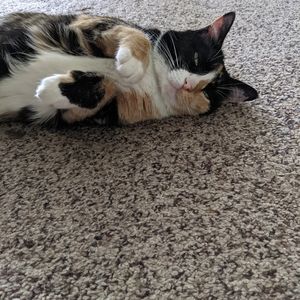 Meet your Posher, Cynthia